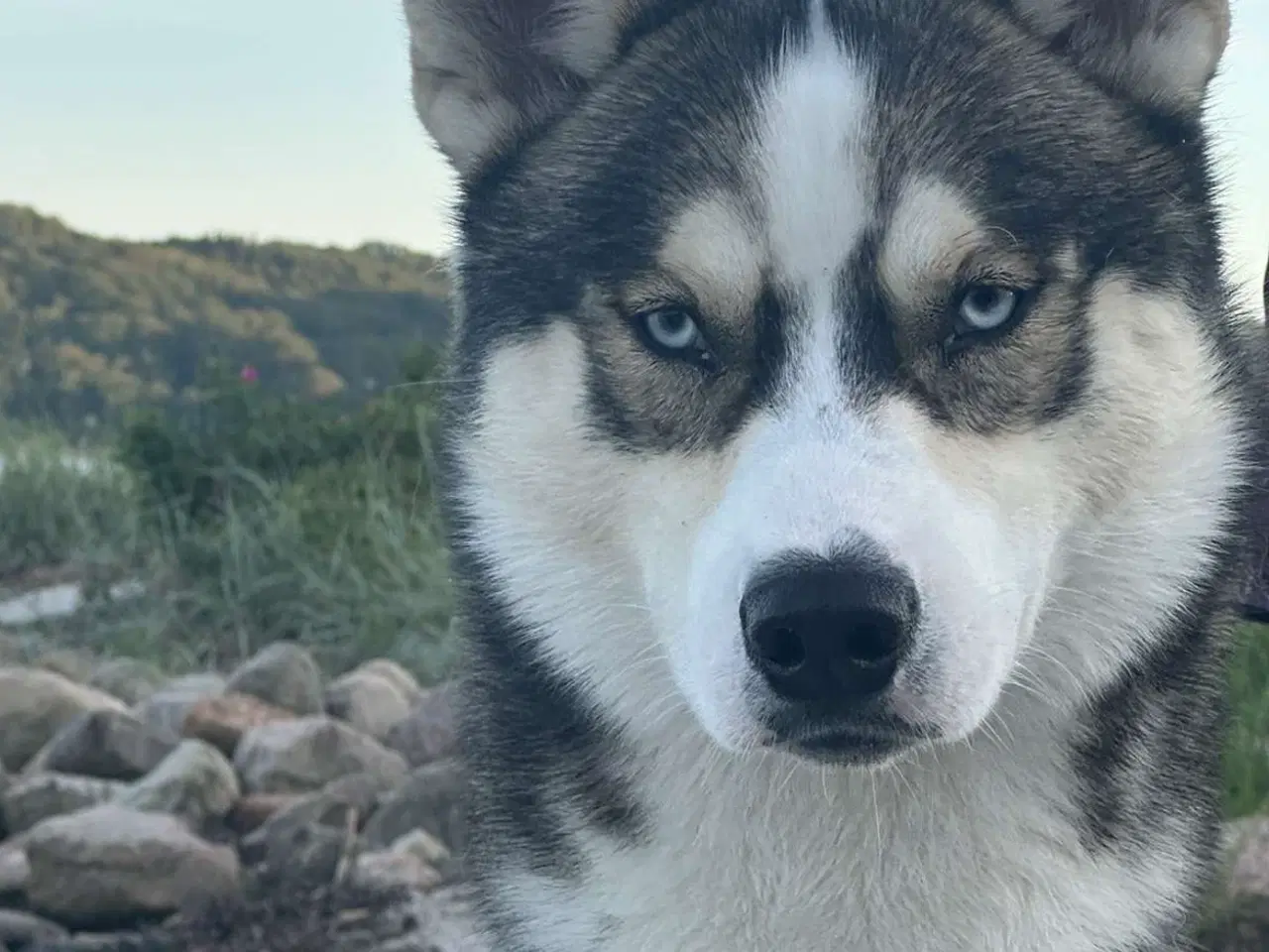 Billede 8 - Sibirisk husky hvalpe