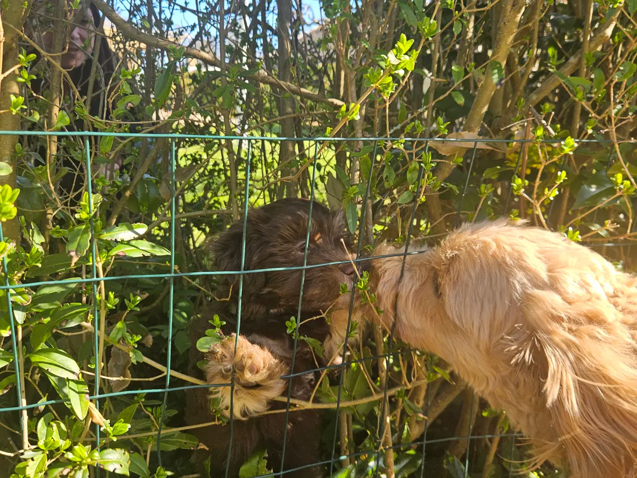 Billede 5 - Goldendoodle F1B