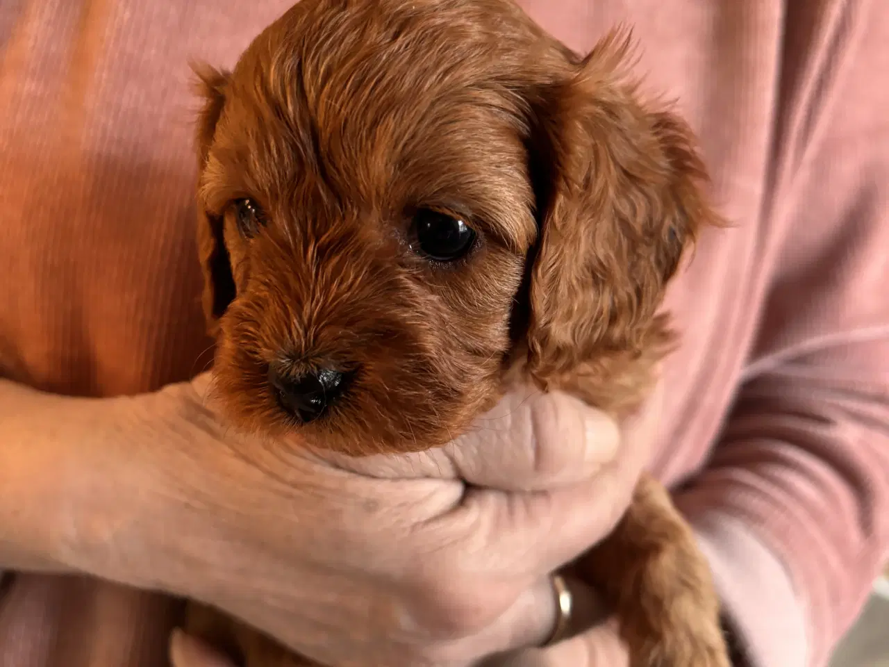 Billede 2 - Skønne Cavapoo hvalpe