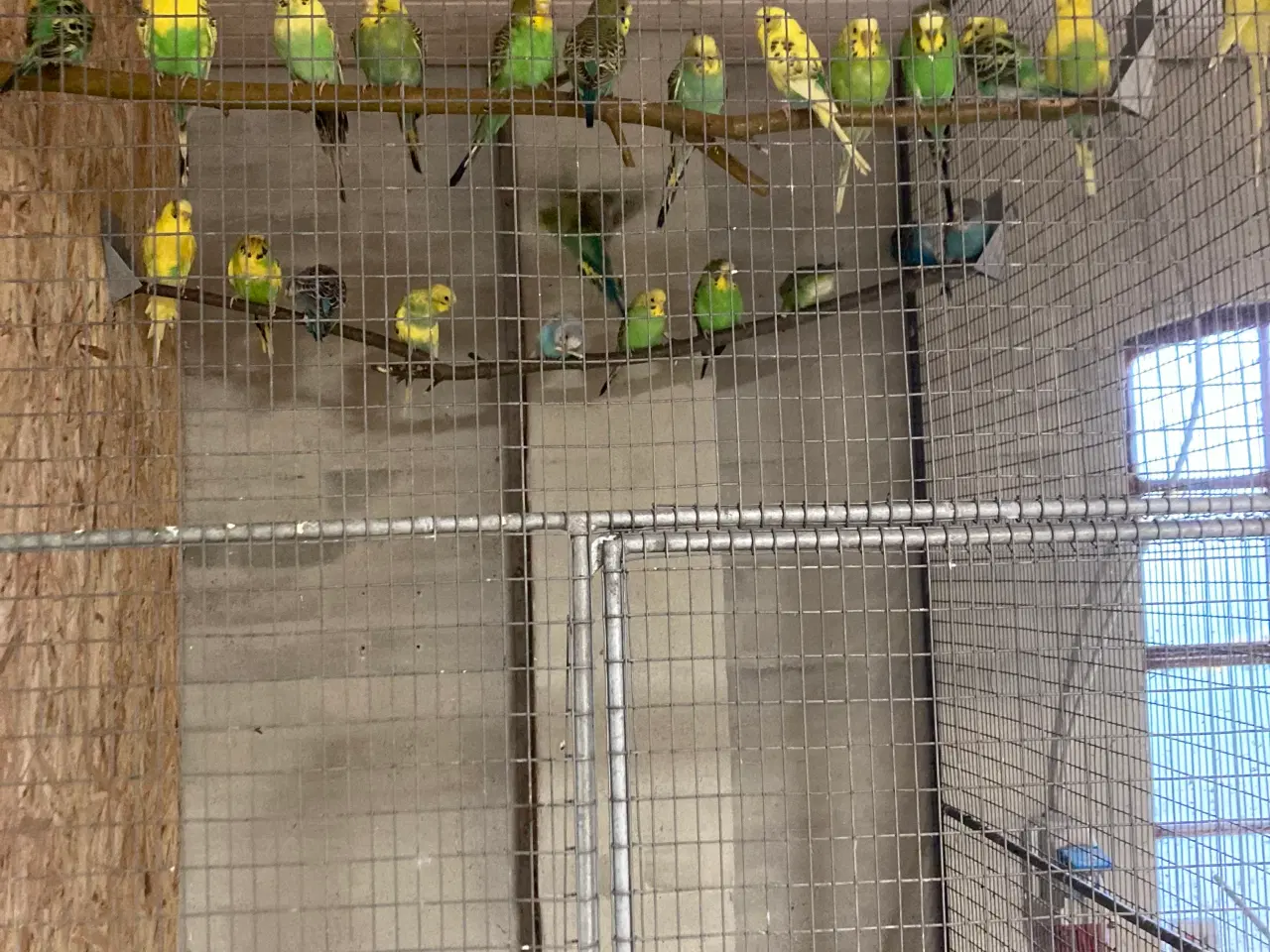 Billede 2 - Undulater unger 100krstk mange flotte