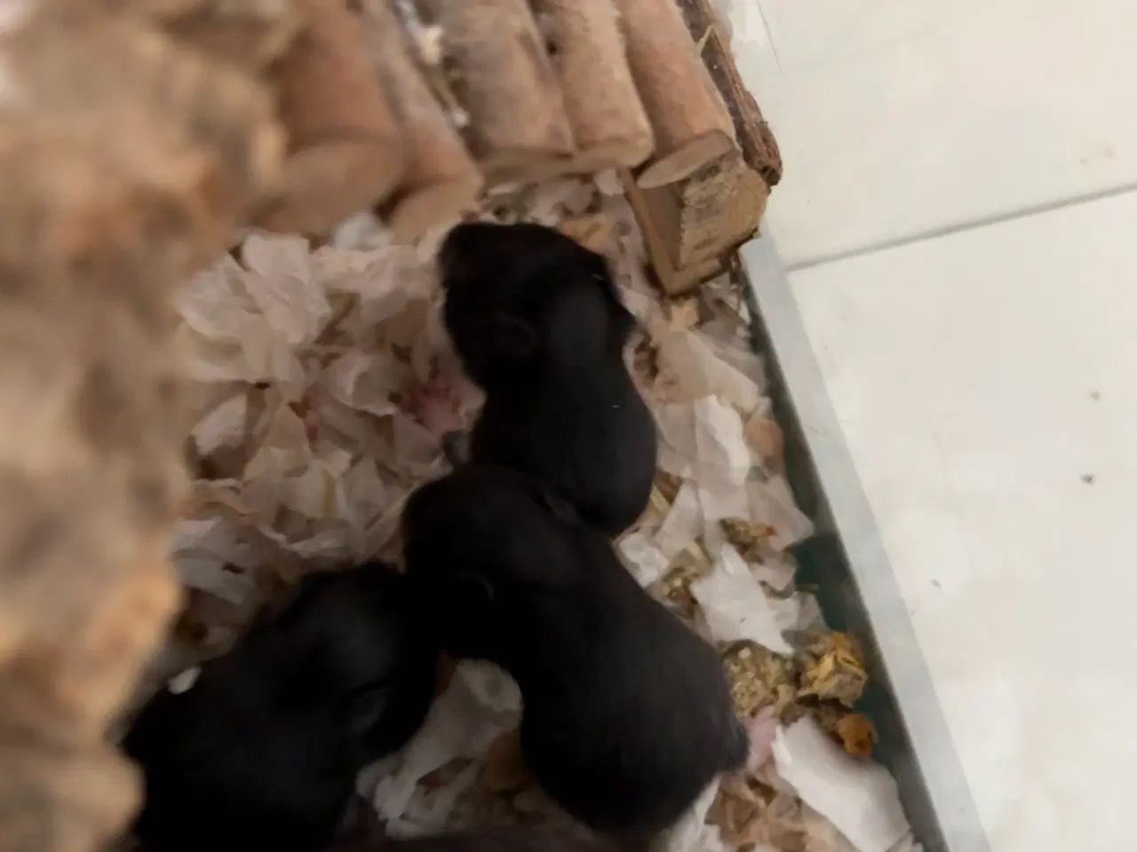 Billede 4 - Guldhamster