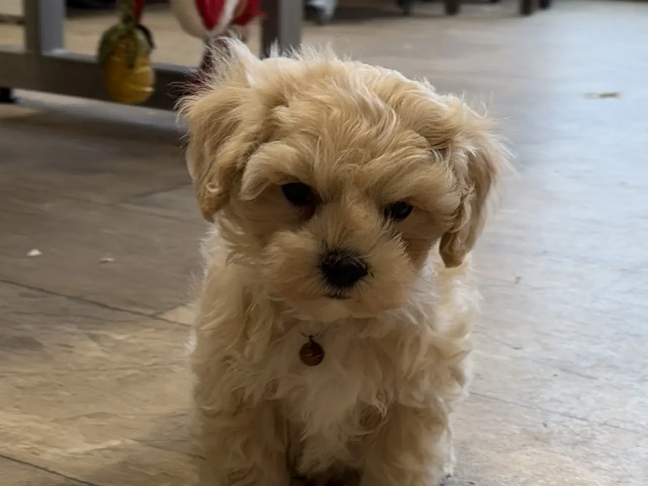 Billede 6 - 1 Mini Maltipoo dreng må rejse nu 