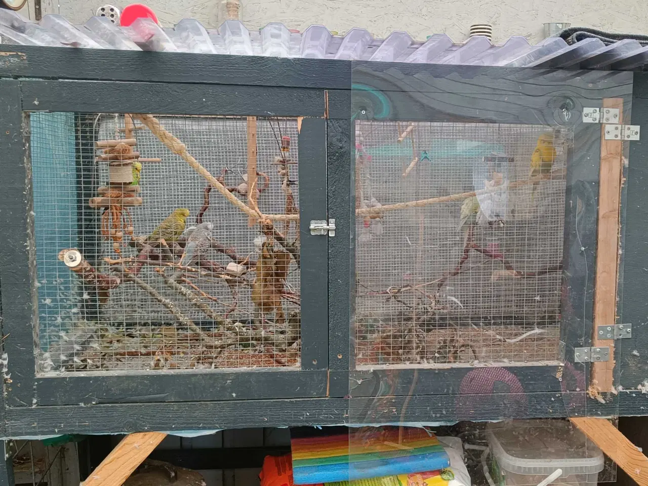 Billede 1 - Undulat familie søger nyt hjem.