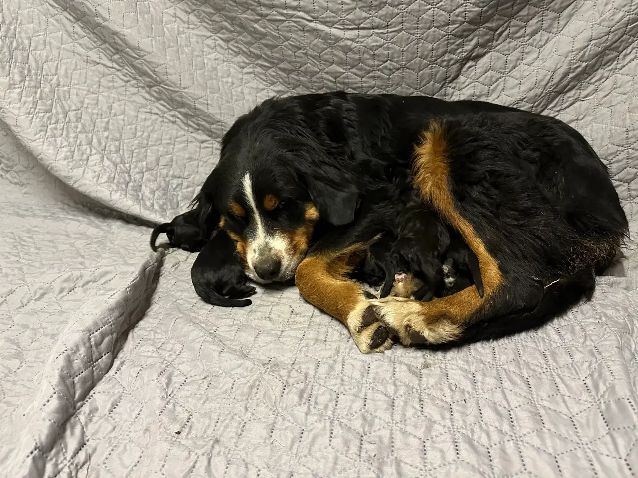 Billede 1 - Bernerdoodle hvalpe