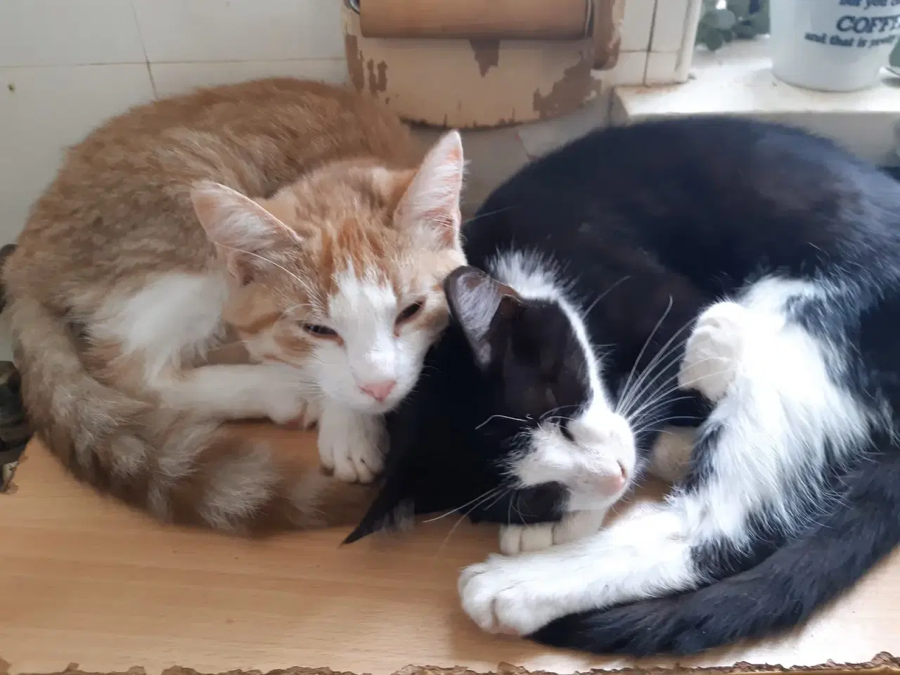 Billede 3 - Fiona - dejlig hunkilling