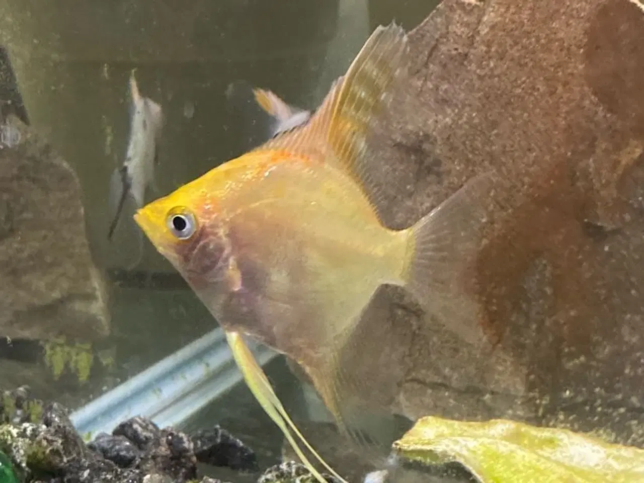 Billede 2 - Fisk skalar 