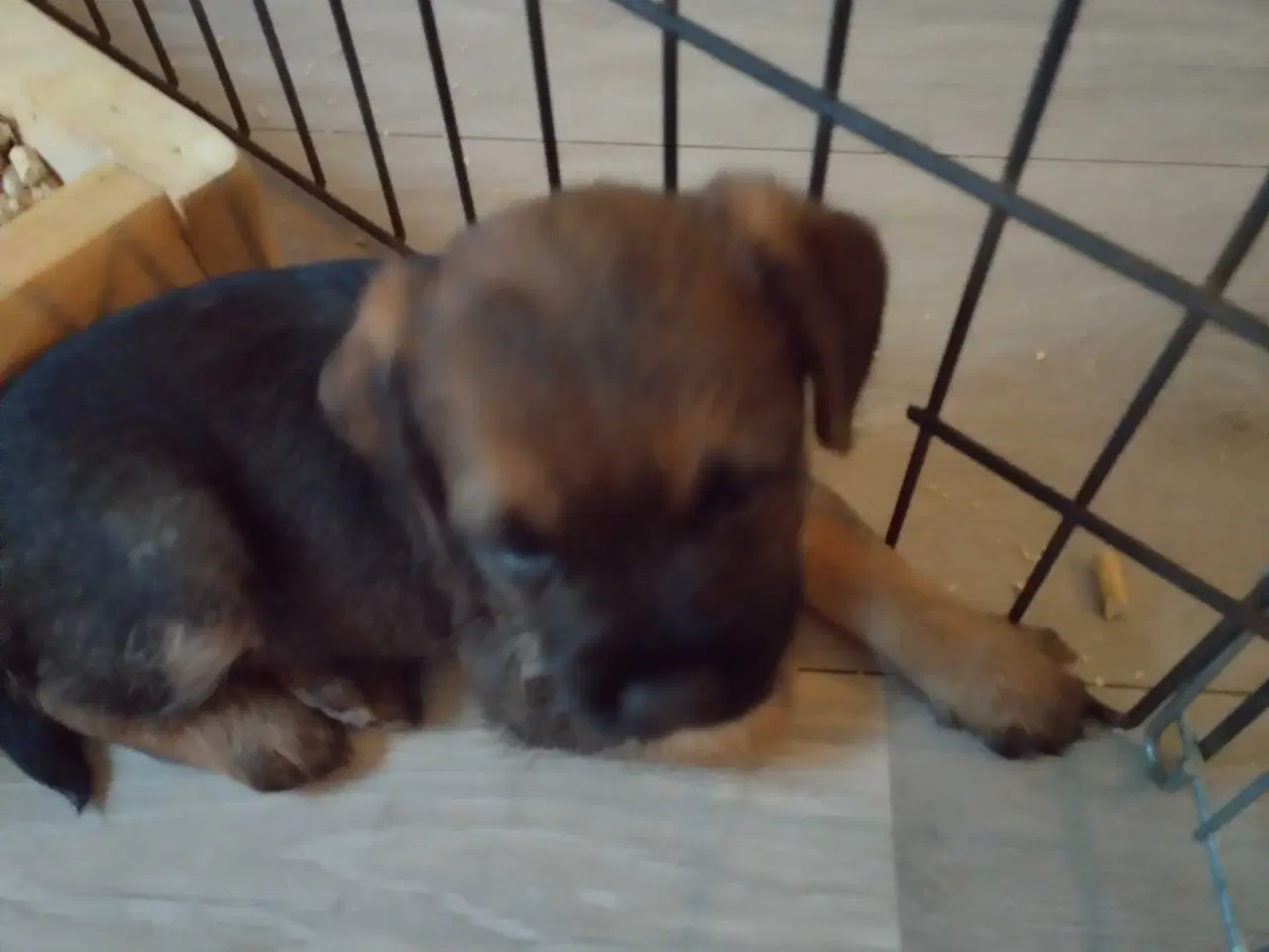 Billede 4 - Border Terrier hvalpe