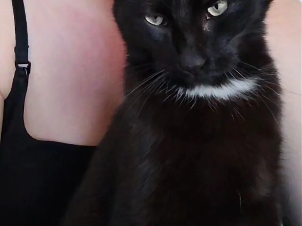 Billede 3 - Sød og nem nussemis 