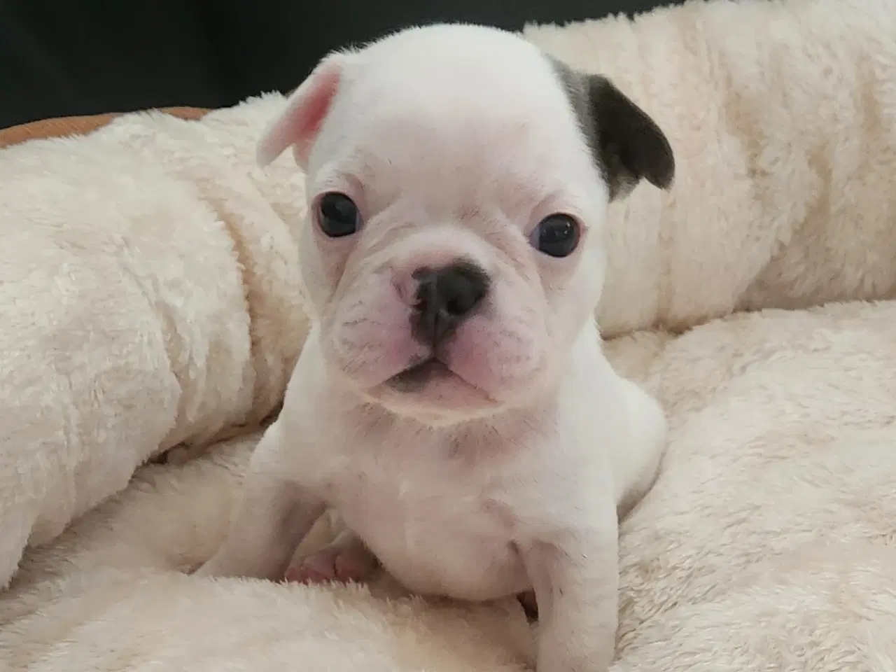Billede 10 - Fransk bulldog hvalpe
