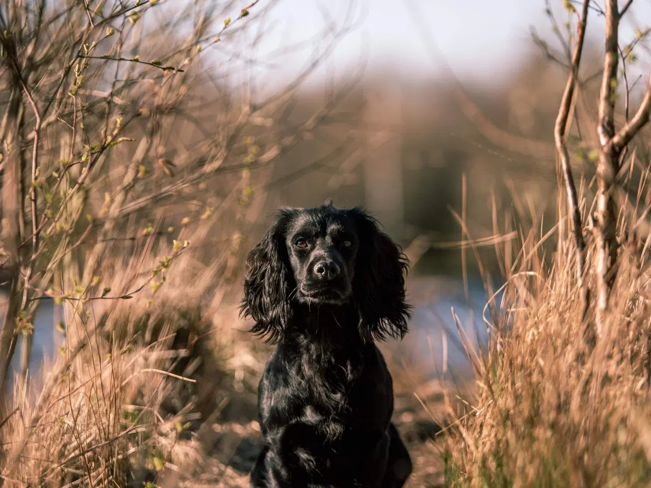 Billede 8 - FT Cocker Spaniel hvalpe