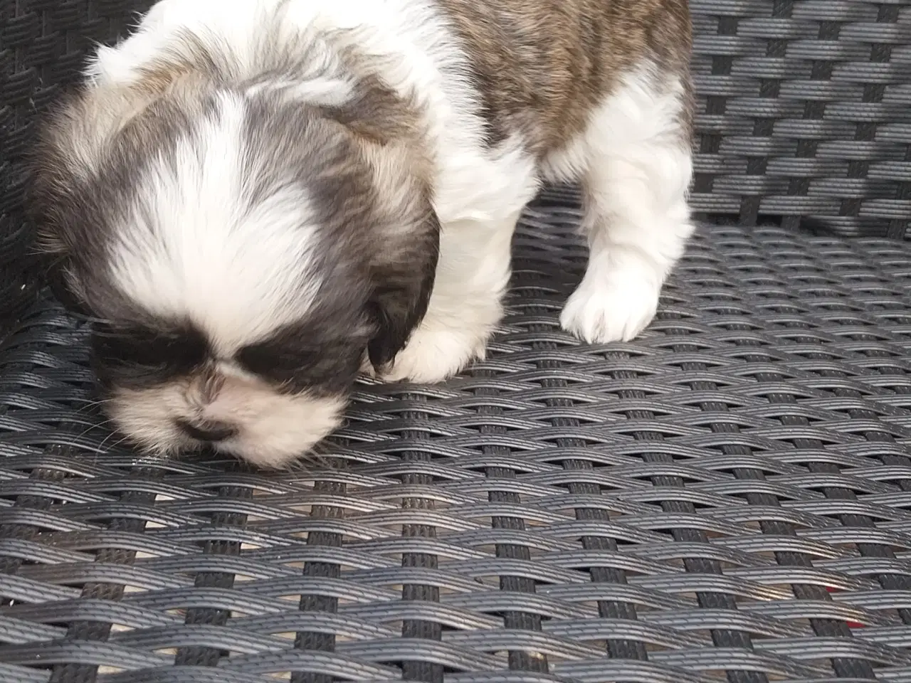 Billede 6 - Shih Tzu hvalpe