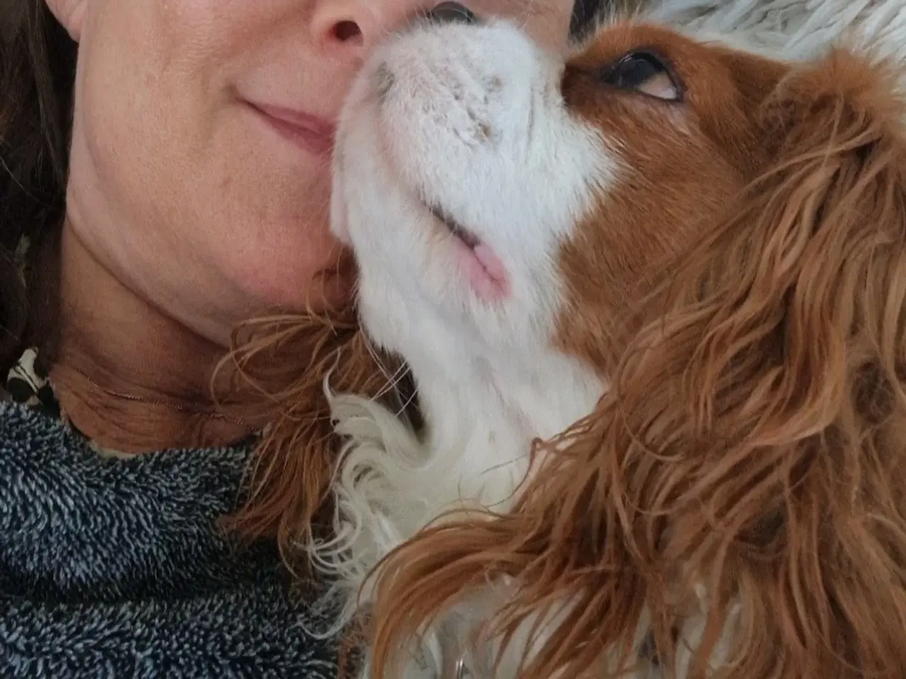 Billede 1 - Søges: Cavalier tæve