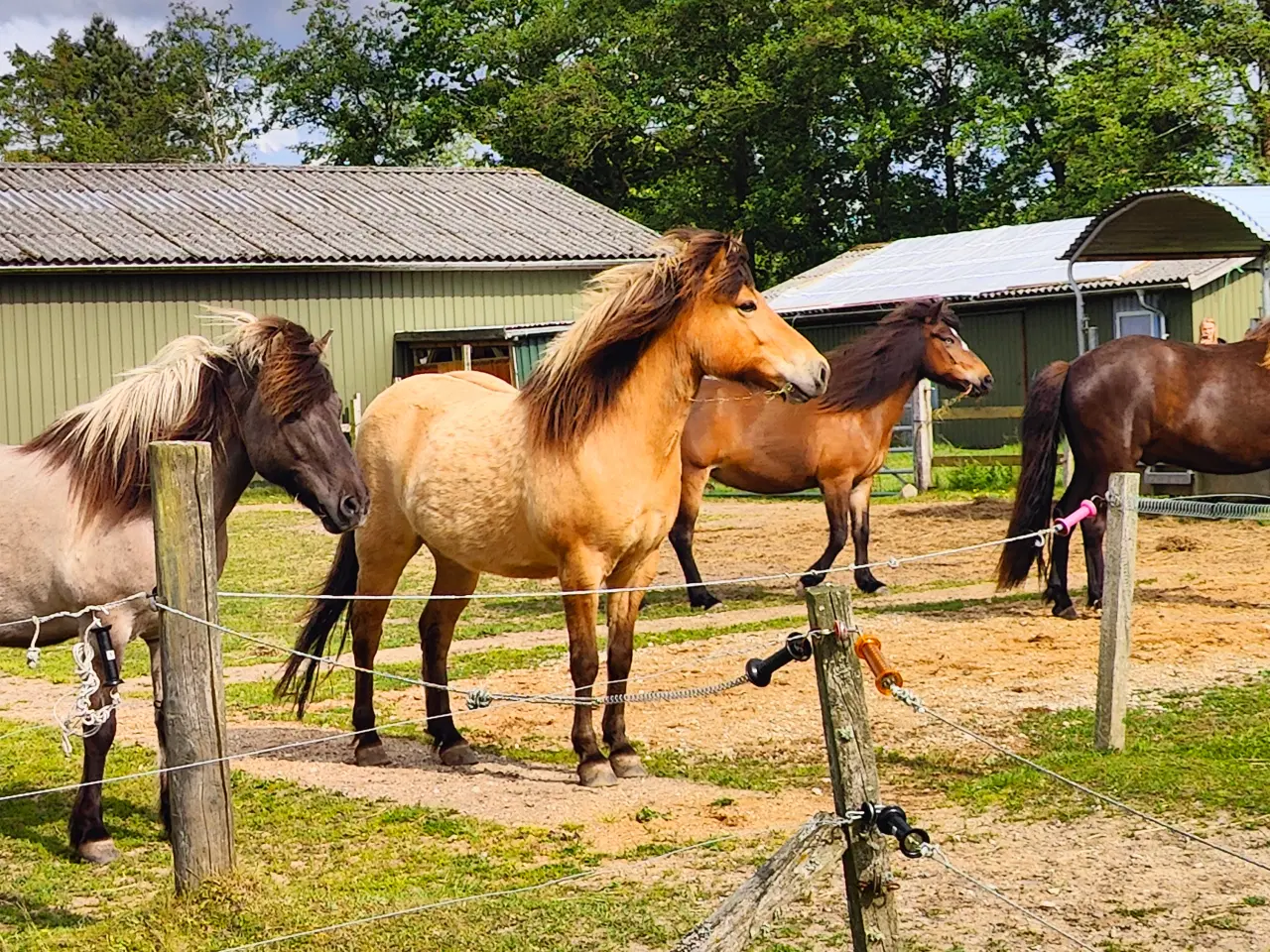 Billede 3 - Lækker blid vallak