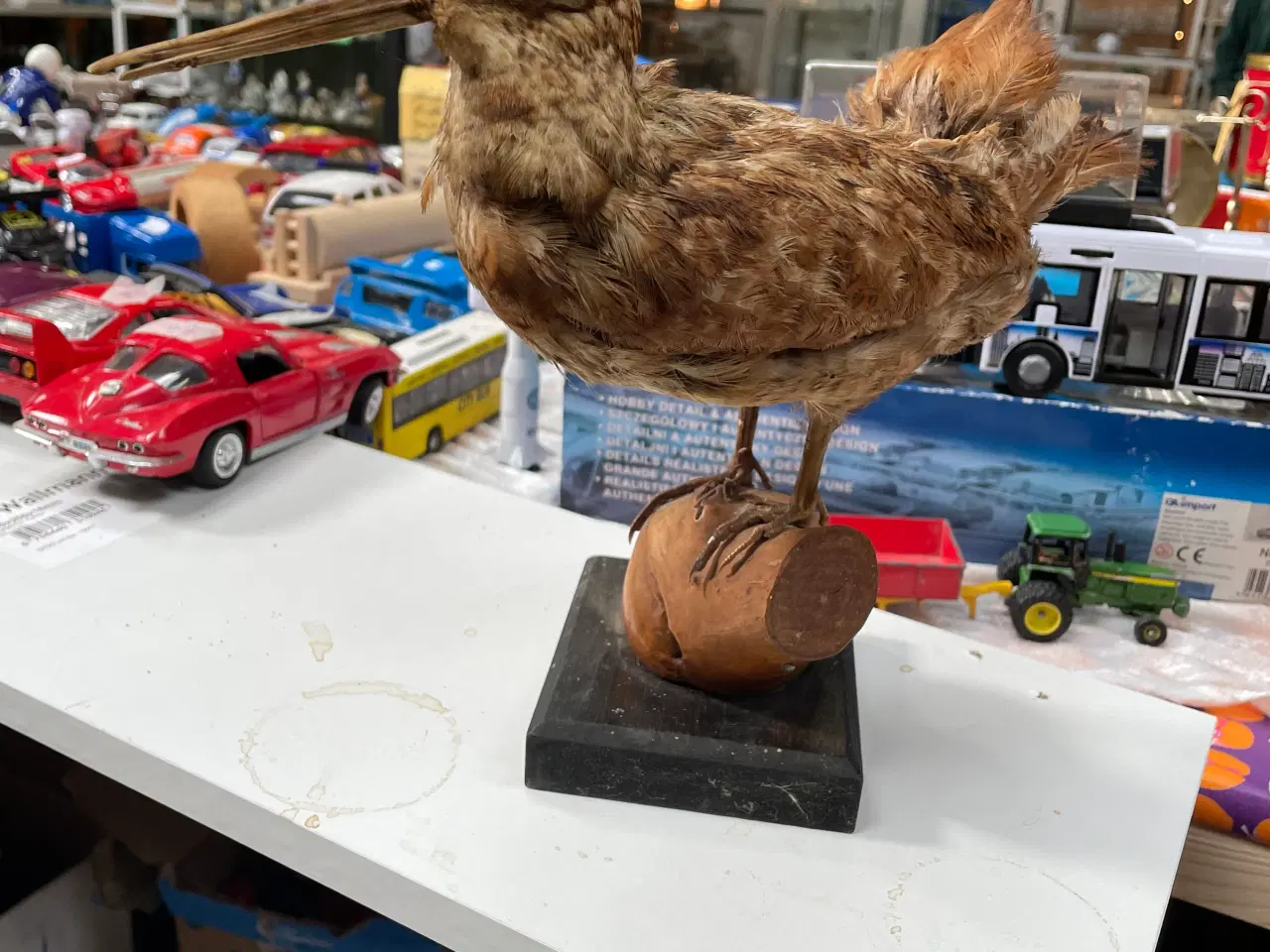 Billede 2 - Skovsneppe  udstoppet 