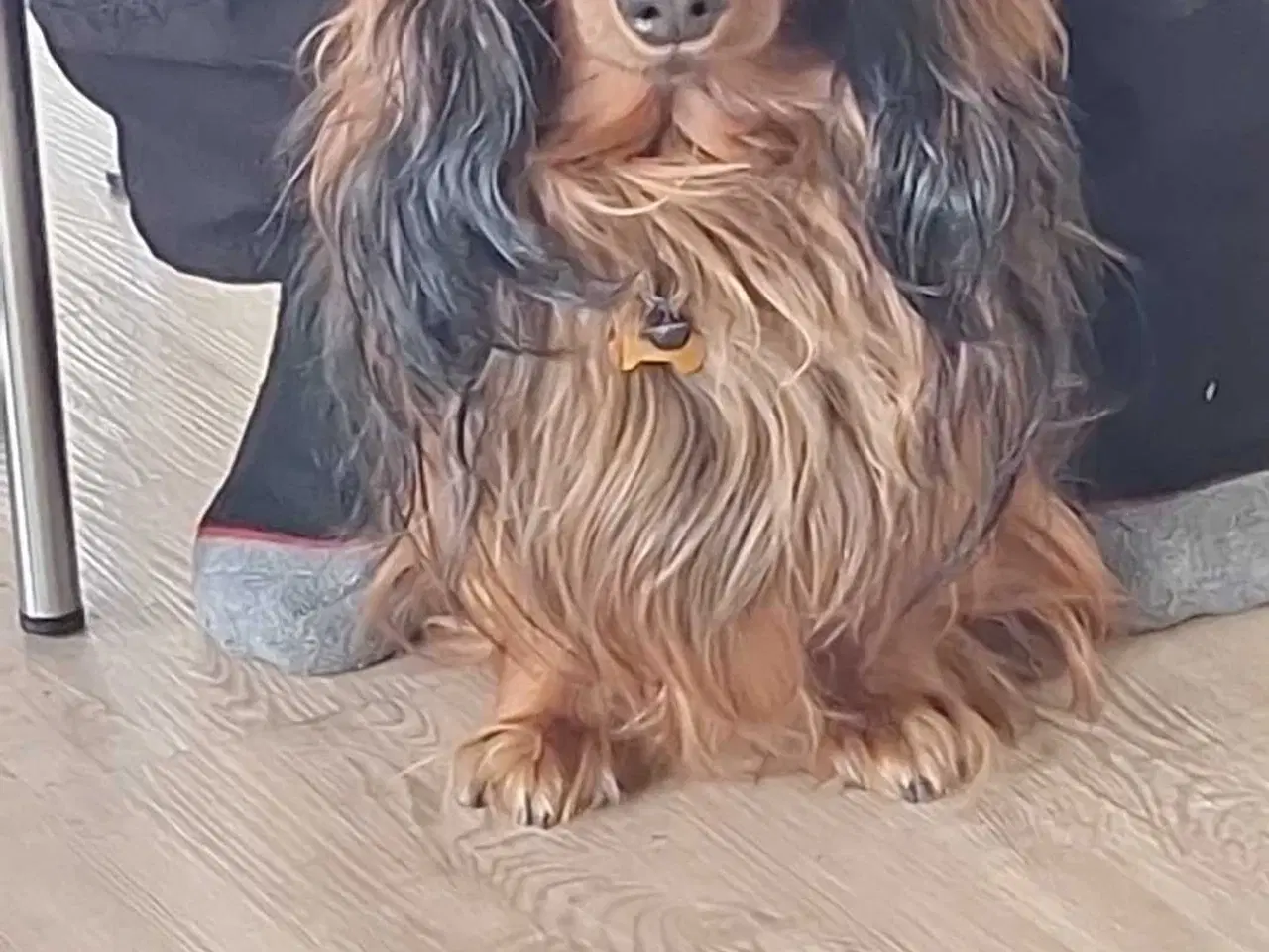 Billede 5 - Lækre dværg gravhunde 