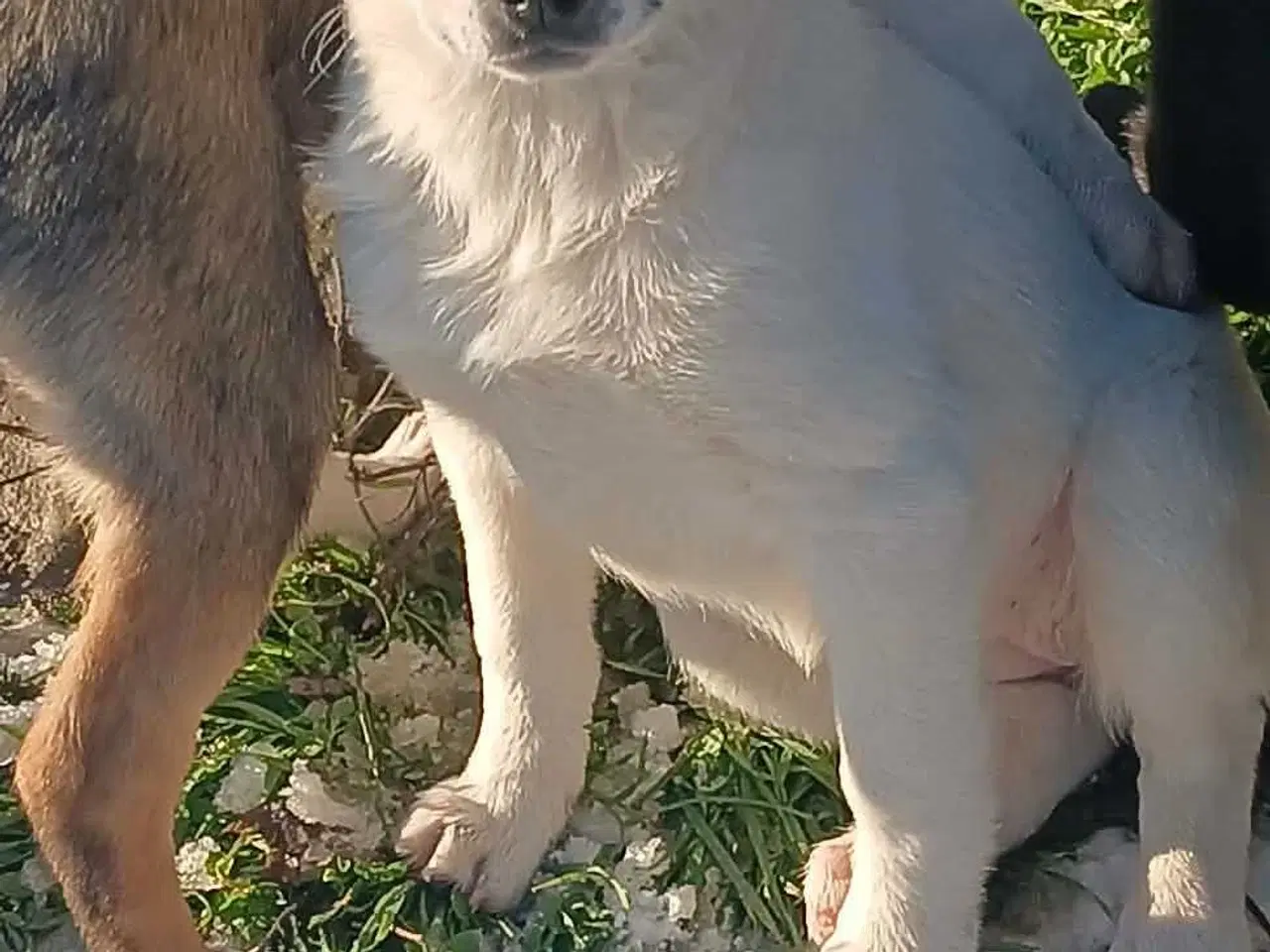 Billede 5 - Skønneste Muriel søger sin egen familie