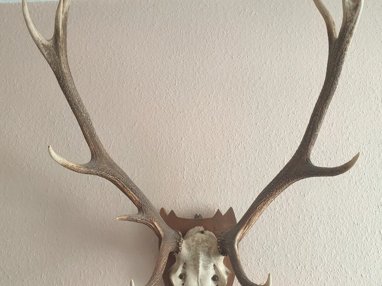 Billede 1 - Jagttrofæ. Kronhjort gevir