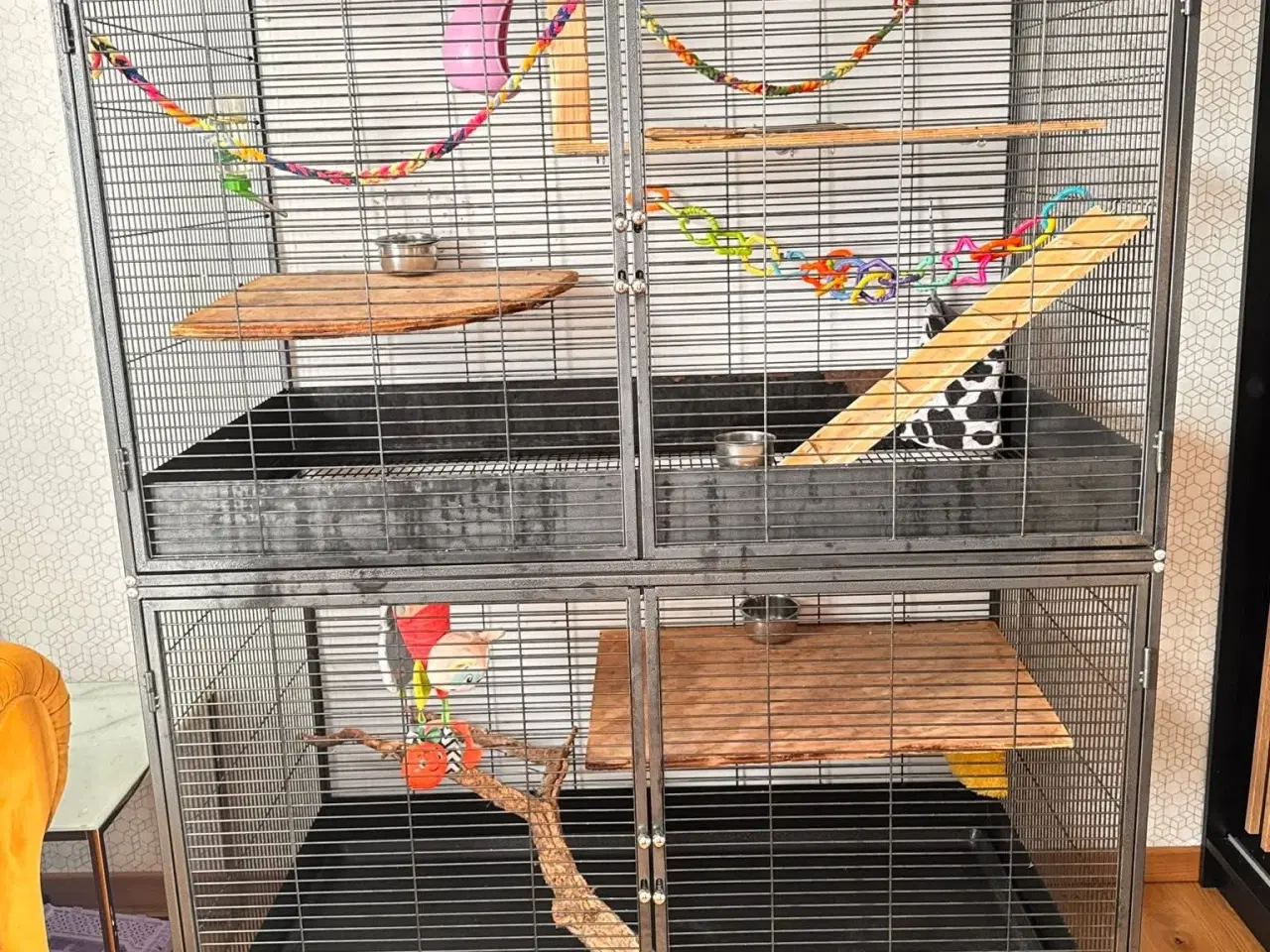 Billede 6 - sælger mine to meget søde og venlige sugerglider 