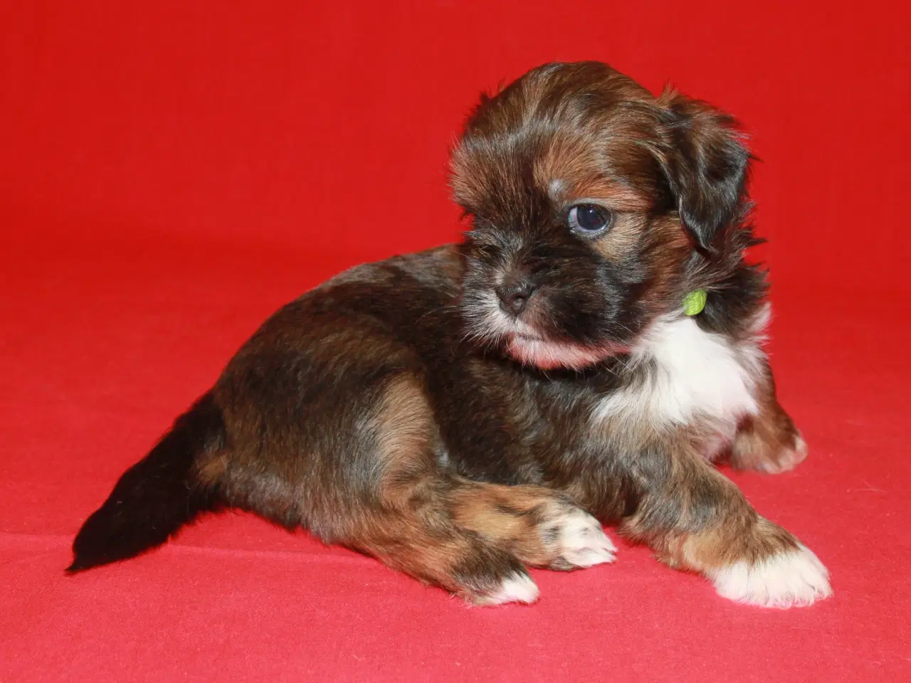 Billede 13 - Lhasa Apso hvalpe