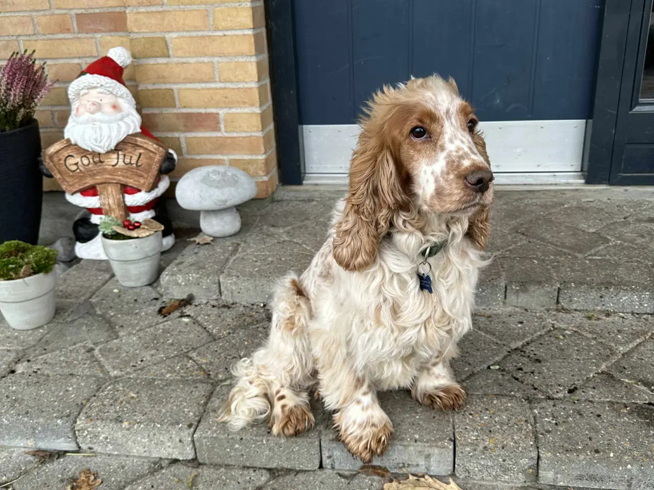 Billede 9 - Cocker Spaniel hvalpe sælges