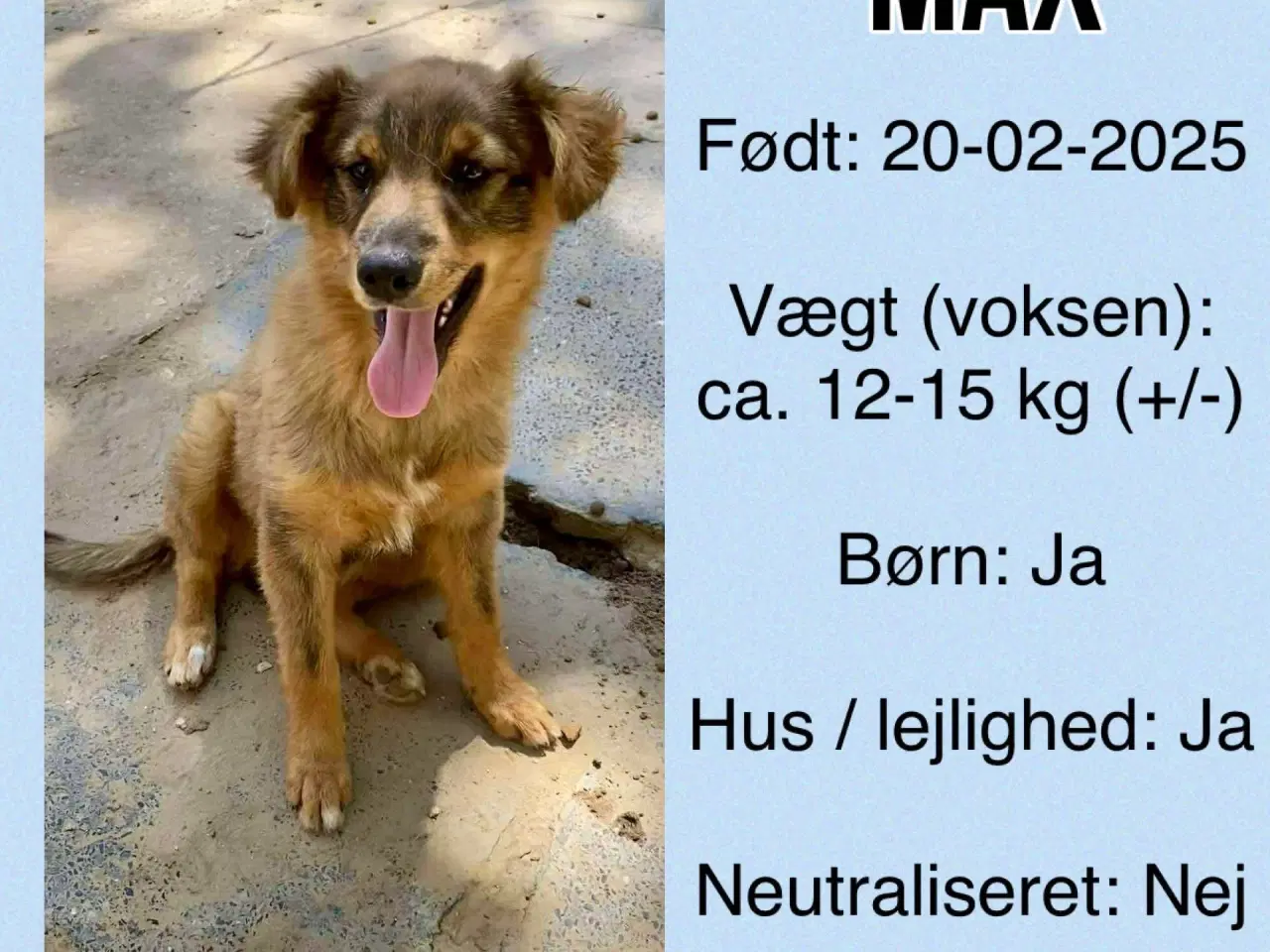 Billede 7 - Max søger familie