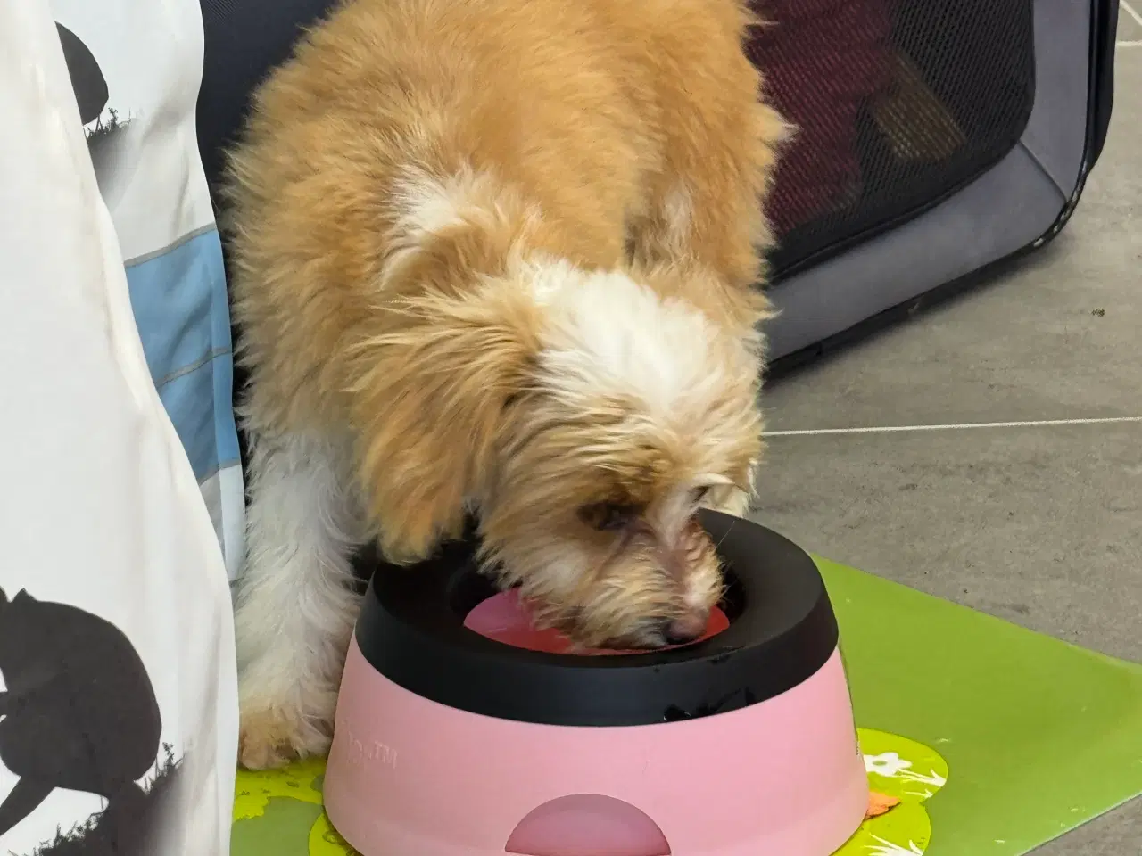 Billede 11 - Maltipoo4love 2 Smukke  drenge 