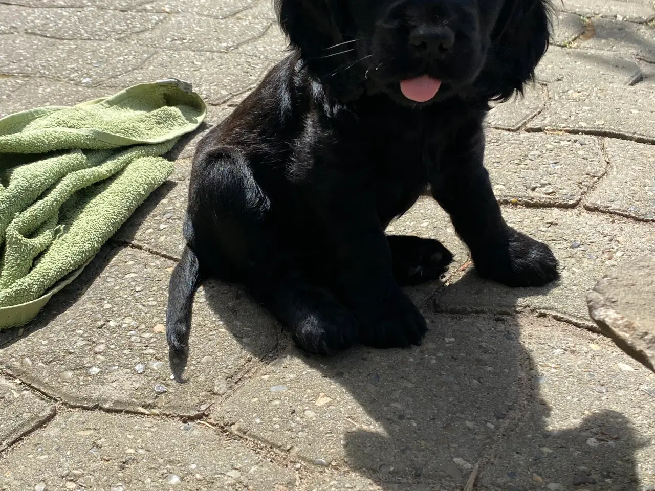 Billede 3 - Cockerspaniel hvalpe
