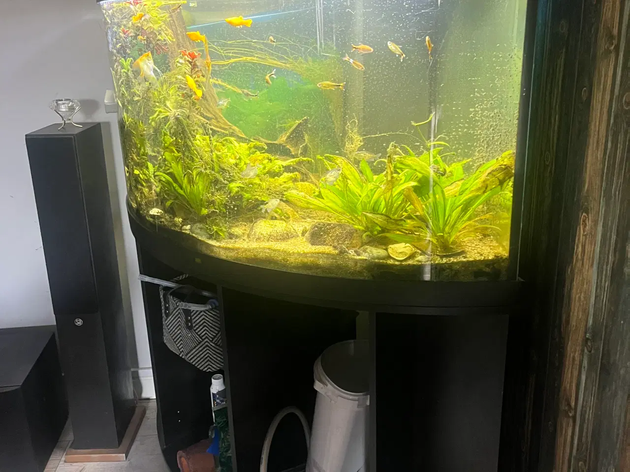 Billede 2 - Juvel akvarie