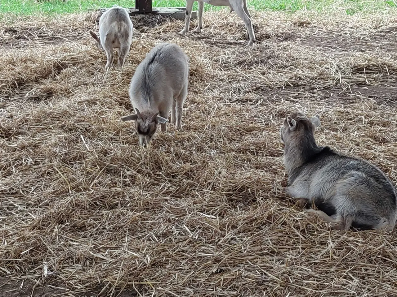 Billede 7 - Gedekid fra marts måned