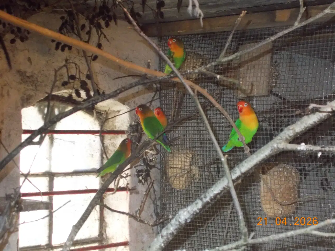 Billede 1 - Dværgpapegøjer