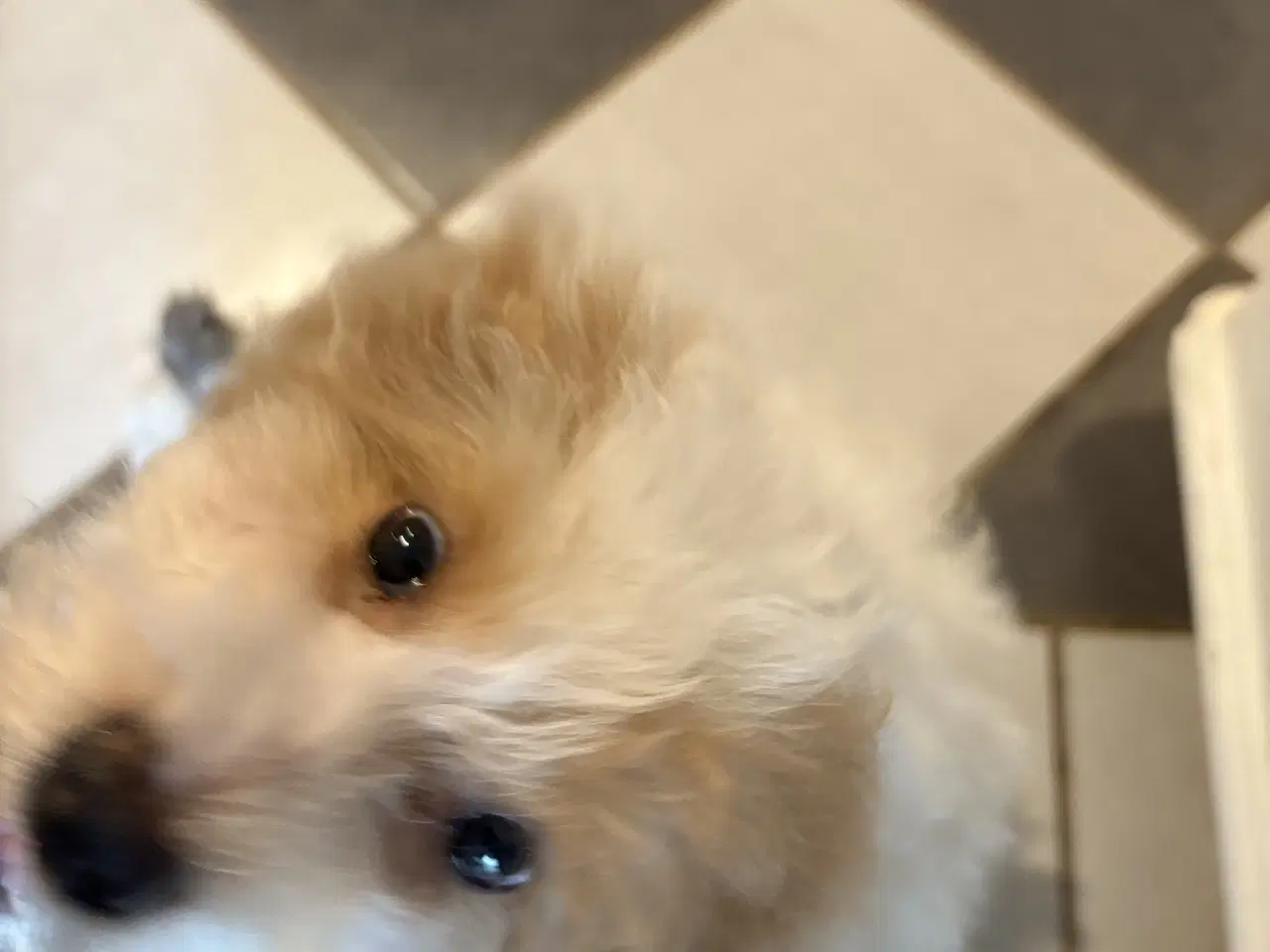 Billede 17 - HAVAPOO HVALPE-REJSEKLARE NU!