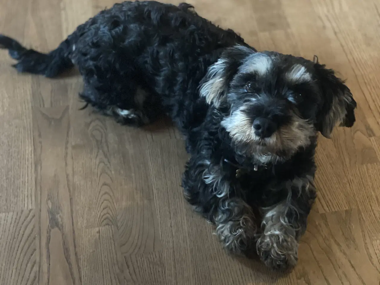 Billede 1 - Futti søger nyt hjem