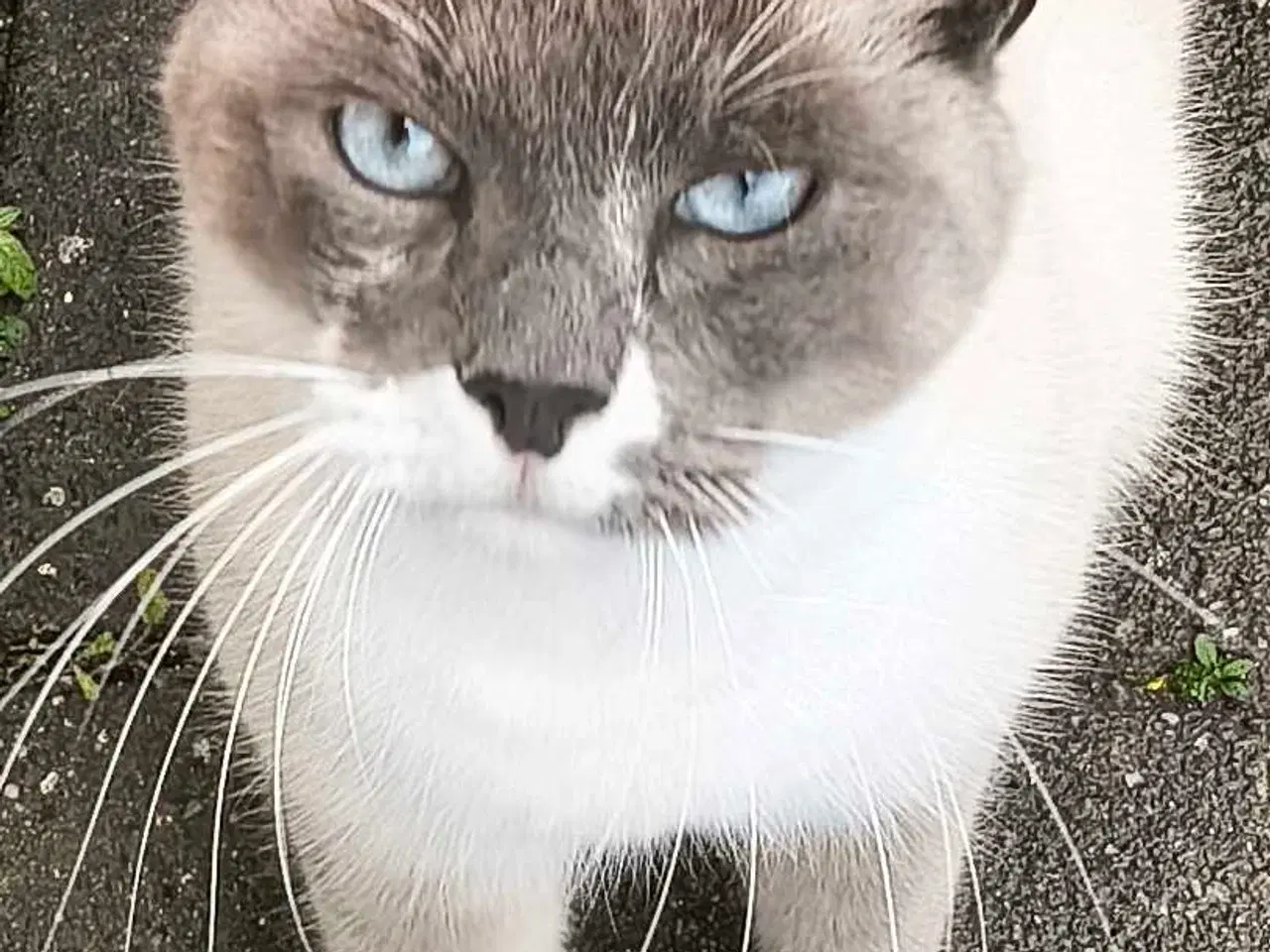 Billede 1 - Ragdoll / Hellig Birma / blanding