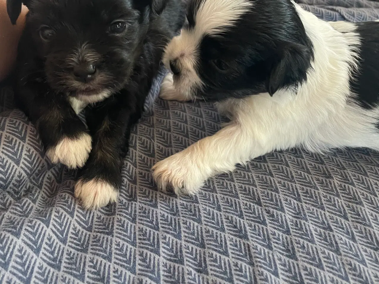 Billede 15 - Skønne shih tzu & bomulds hvalpe 