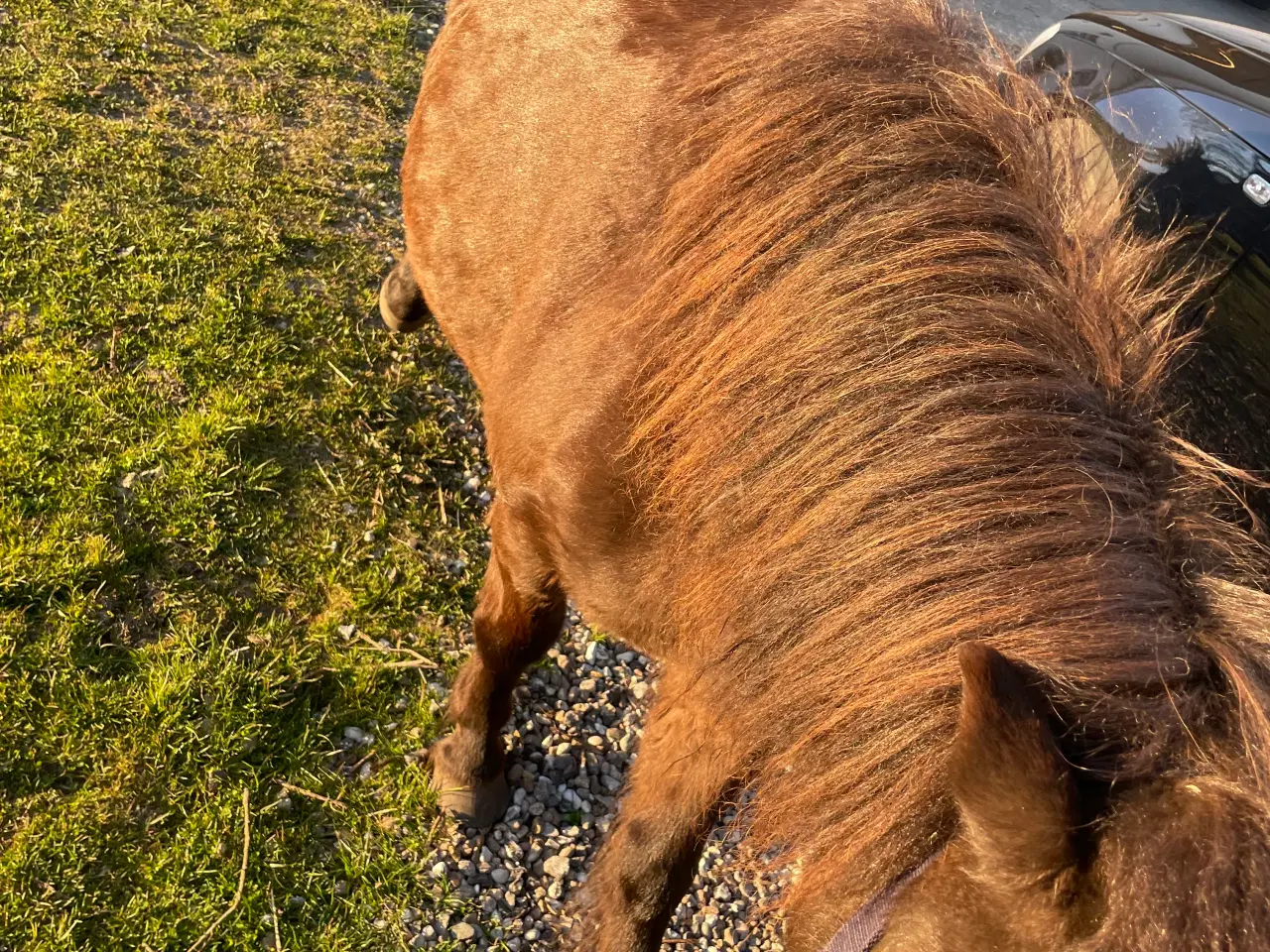 Billede 4 - Børnevenlig Shetlandspony