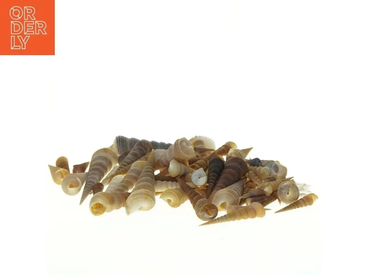 Billede 4 - Samling af eremit krebs strandskaller (str. 3,5 x 1 cm til 13 x, 3 cm)