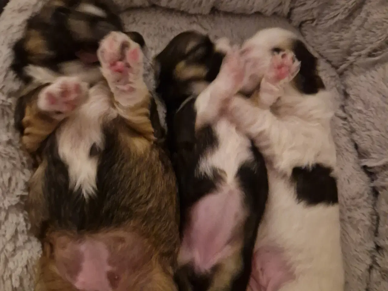 Billede 2 - Lhasa apso/ shih tzu blandingshvalpe 