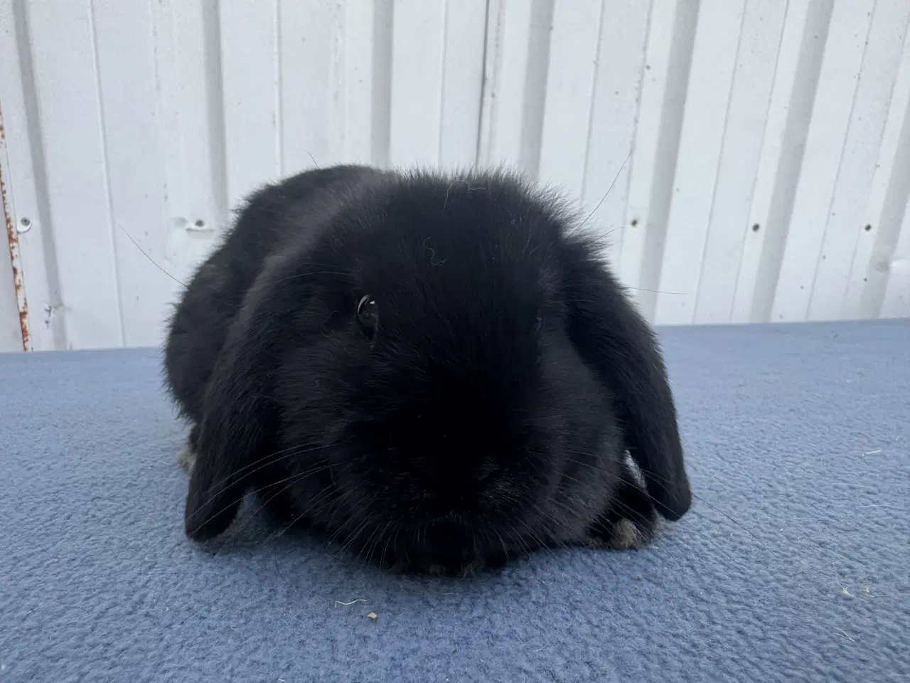 Billede 4 - Dværgvædder hankanin