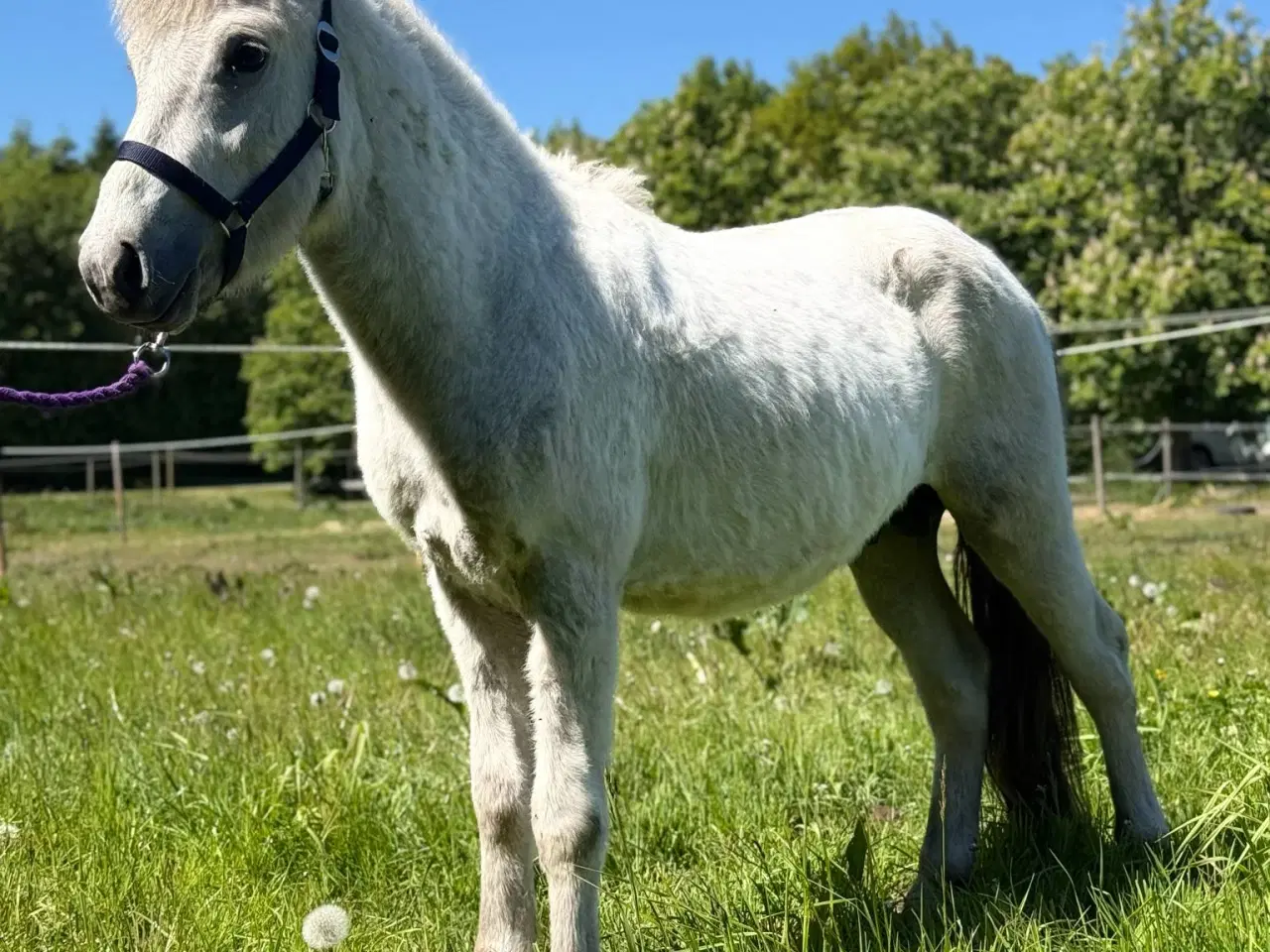 Billede 2 - Fantastisk hest 