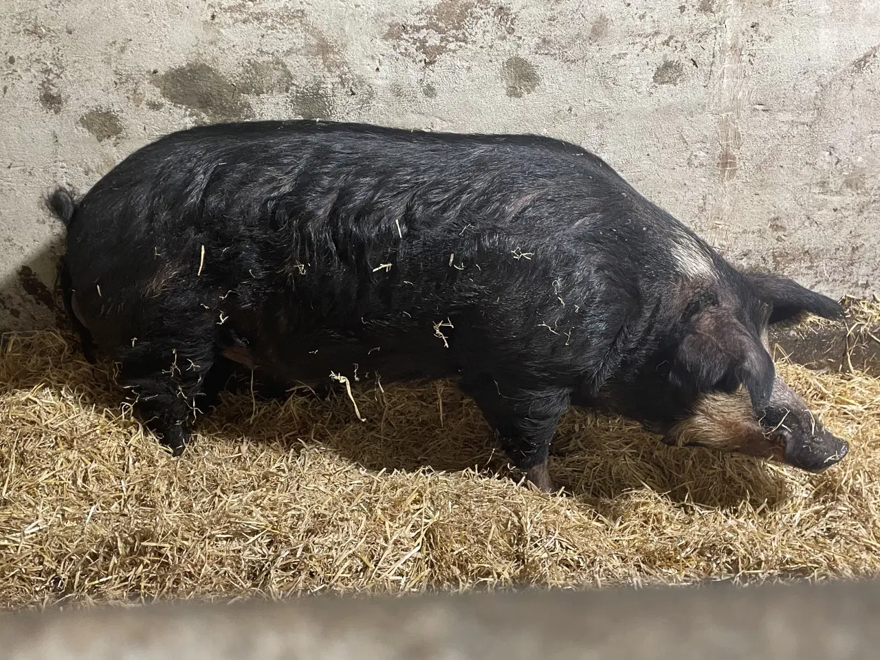 Billede 4 - Rigtig rar og meget stor orne