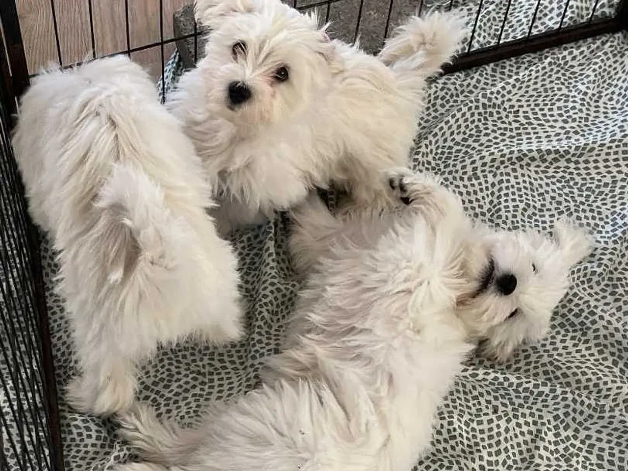 Billede 4 - 3 Bomulds totter tilbage 