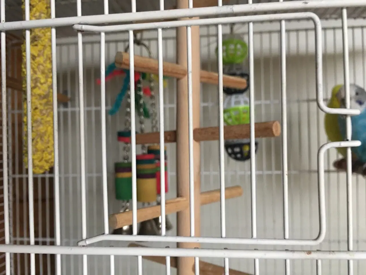 Billede 2 - 1.1 undulat og legetøj