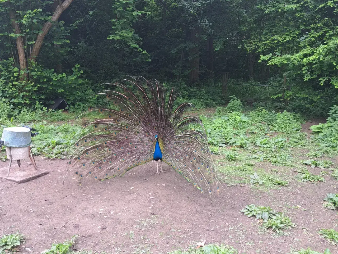 Billede 1 - Påfugle haner