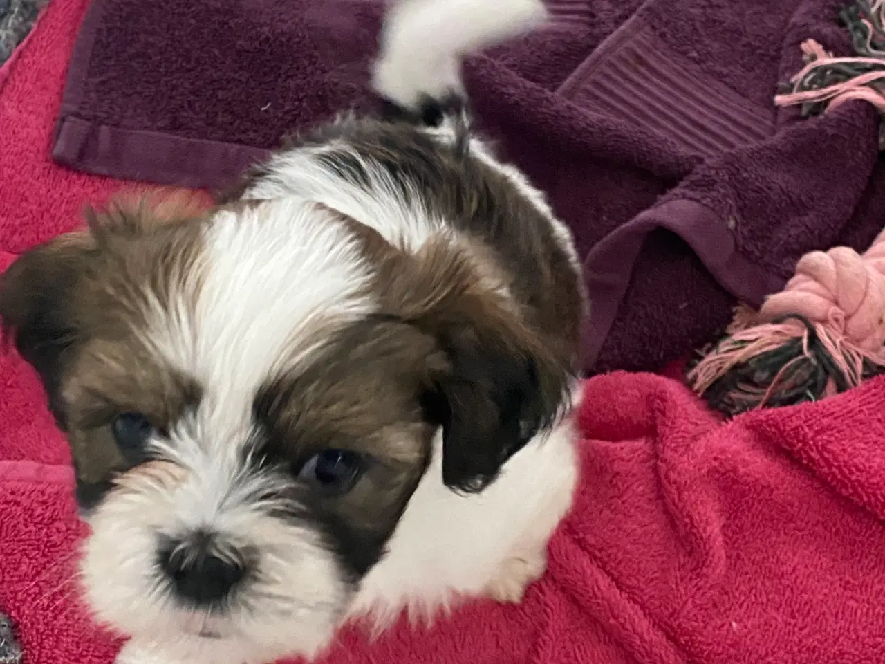 Billede 1 - Lhasa apso hvalpe 