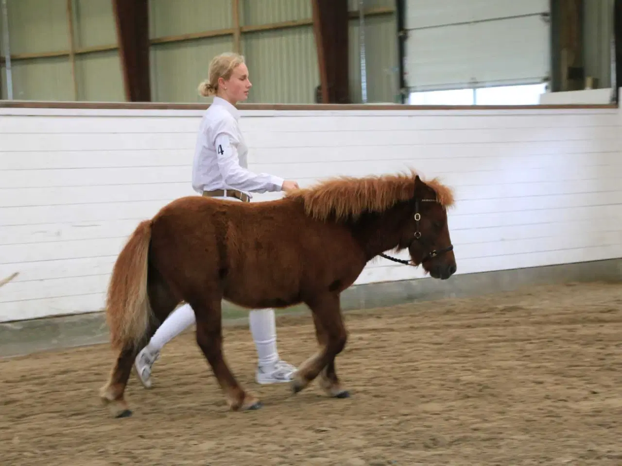 Billede 1 - Sønderskovs Formidable 6mdr hingst.