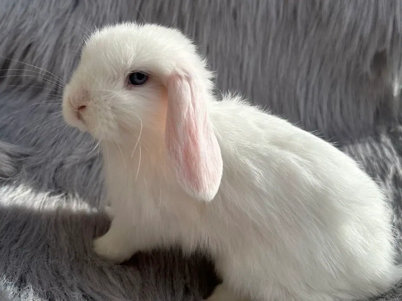 Billede 1 - Ægte minilop kaninunge