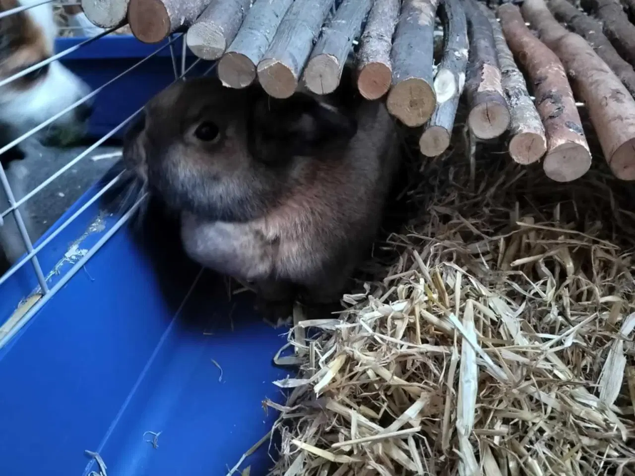 Billede 2 - Kanin sælges med bur