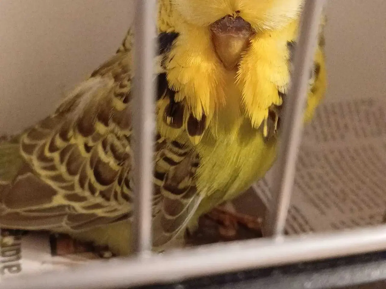 Billede 12 - Engelske undulater hanner