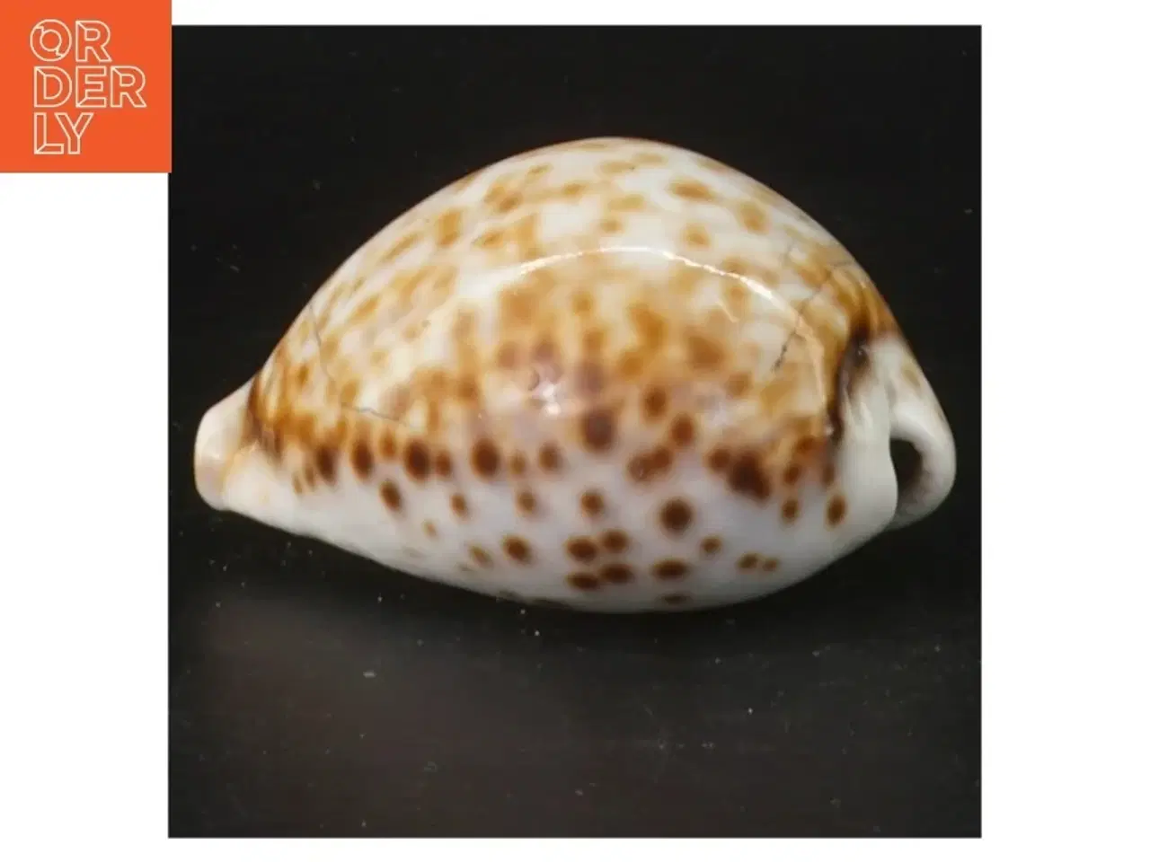 Billede 2 - Sneglehus (str. 8,5 cm)