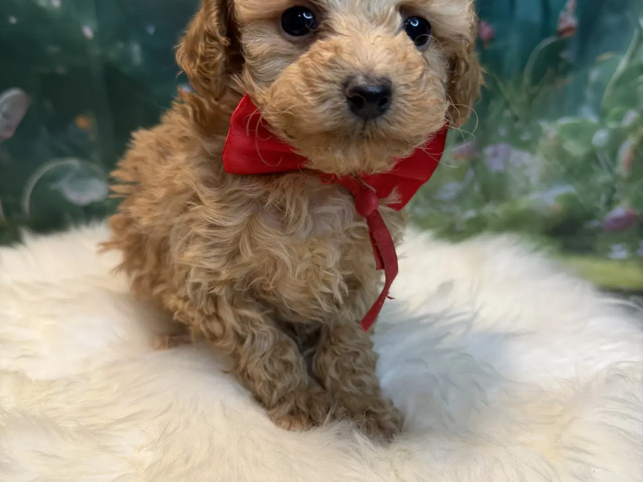 Billede 13 - 🐾✨ Skønne Maltipoo hvalpe klar juni !
